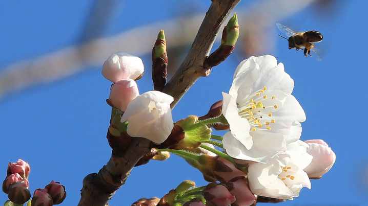 맑은 날씨를 보이는 15일 오전 제주시 도두동에 올해 처음 피어난 벚꽃 위로 꽃등에가 찾아와 먹이활동을 하고 있다. 뉴시스