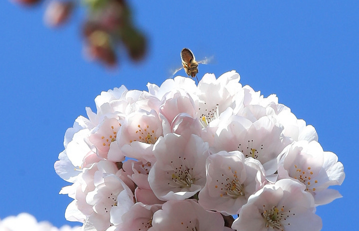 맑은 날씨를 보이는 15일 오전 제주시 도두동에 올해 처음 피어난 벚꽃 위로 꽃등에가 찾아와 먹이활동을 하고 있다. 뉴시스